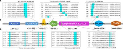 Molecular Characterization of Complement Component 3 (C3) in the Pearl Oyster Pinctada fucata Improves Our Understanding of the Primitive Complement System in Bivalve